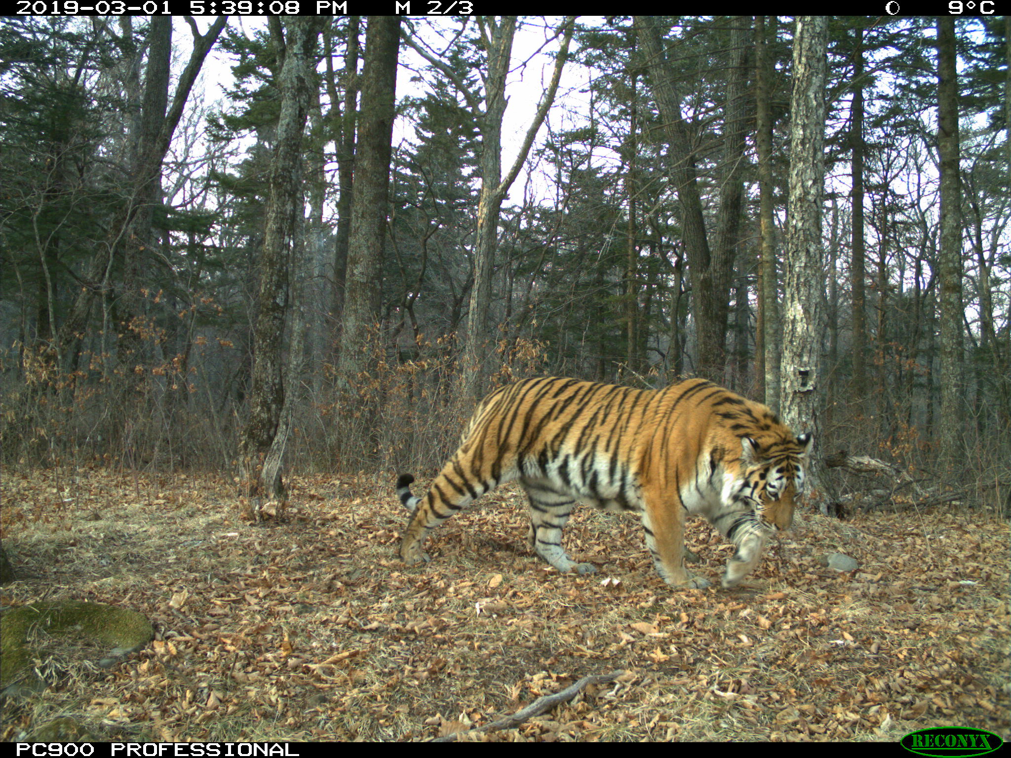 Amur tiger wild photos - WildCats Conservation Alliance