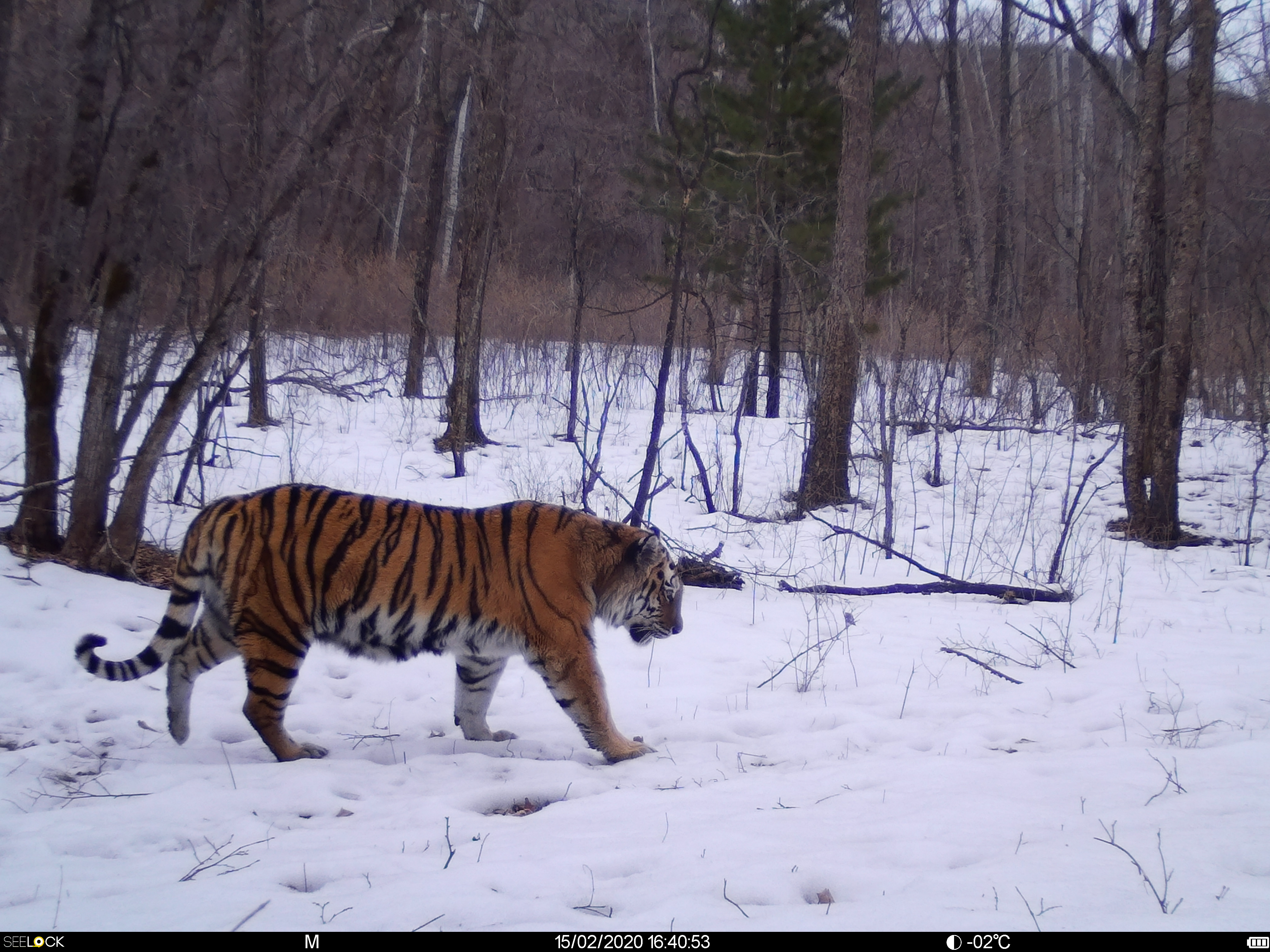 Amur tiger wild photos - WildCats Conservation Alliance