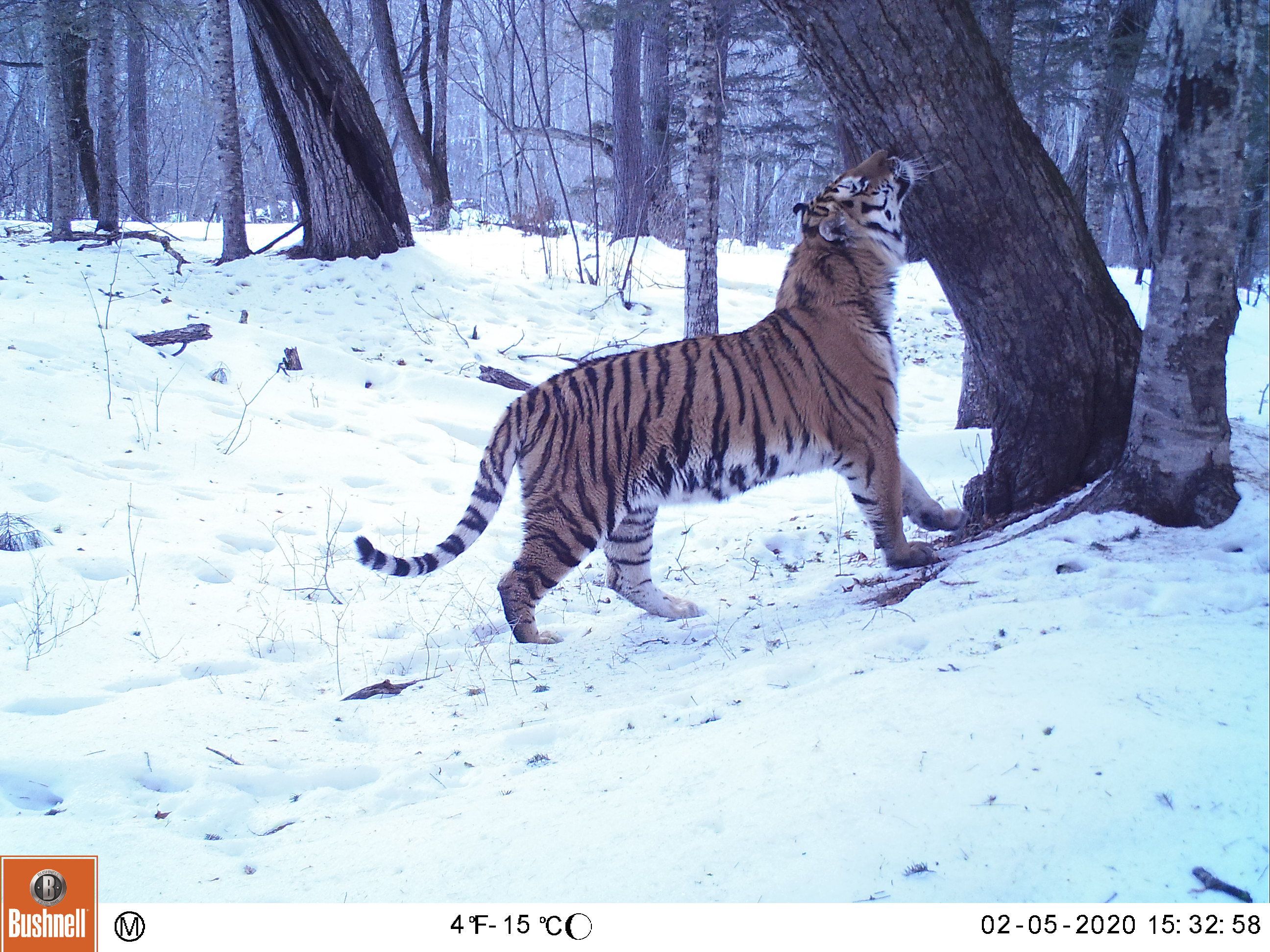 Amur tiger wild photos - WildCats Conservation Alliance