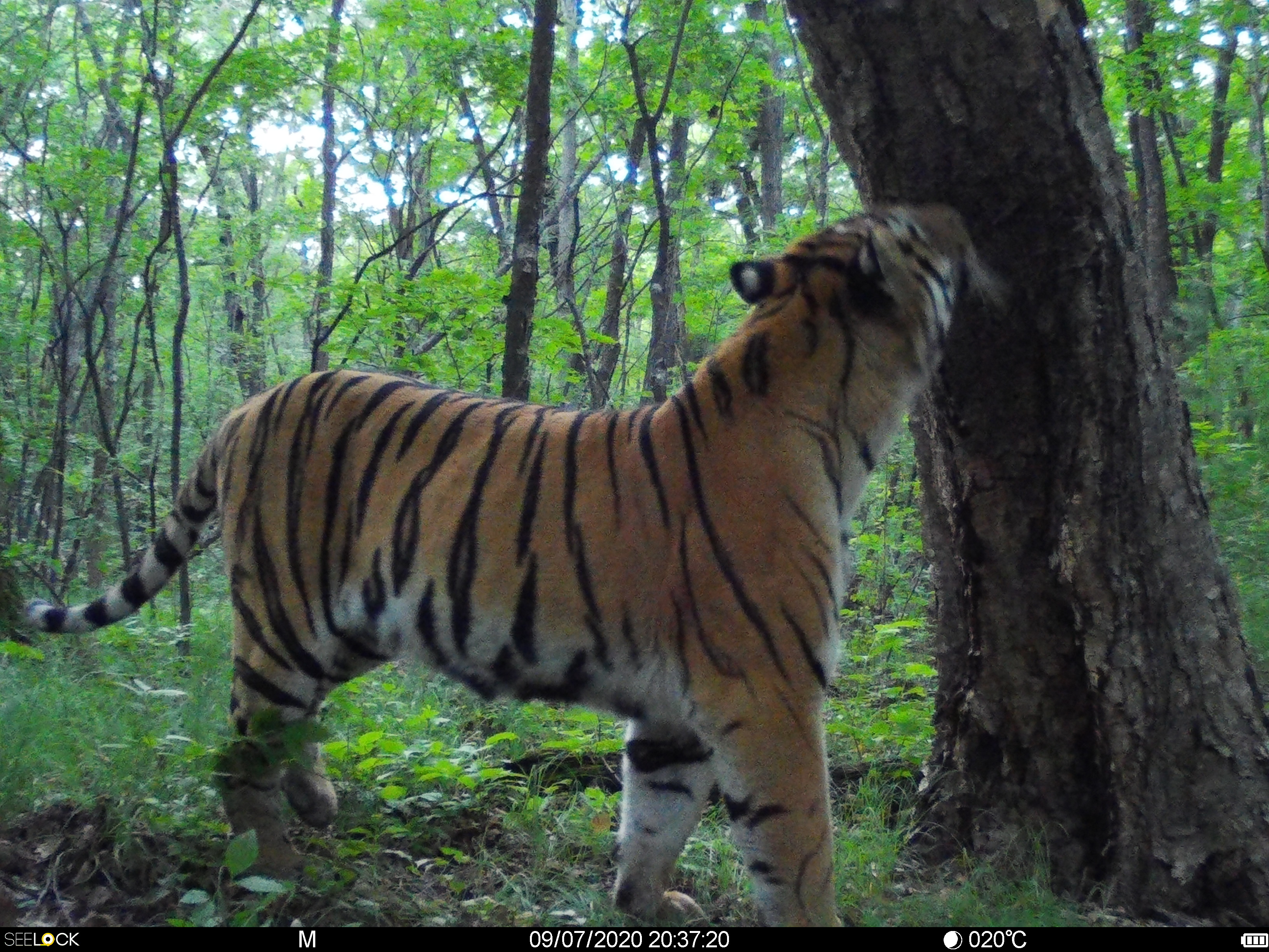 Amur tiger wild photos - WildCats Conservation Alliance