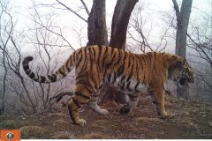 © WCS/LLNP