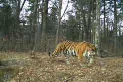 © WCS Russia