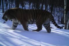 © WCS China