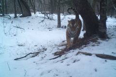 © ZSL Russia/Linda Kerley