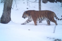 © ZSL Russia/Linda Kerley