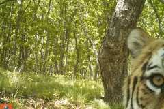© ZSL Russia/Linda Kerley