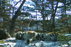 © WCS Russia