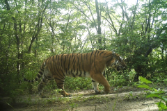 AmurTiger ©WCS China