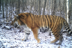 AmurTiger ©WCS China