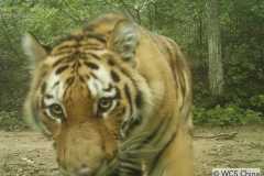 © WCS China