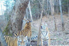 © WCS Russia