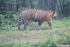 © WCS China