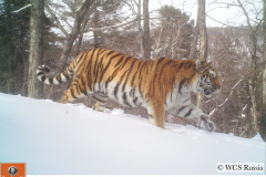 © WCS Russia