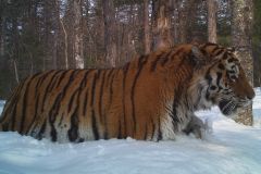 © Linda Kerley/ZSL