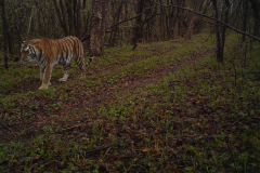 ©ZSL/Linda Kerley