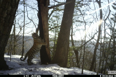 © WCS Russia