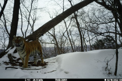 © WCS Russia