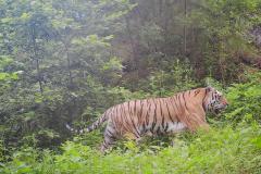 ©  WCS China