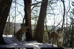 © WCS Russia