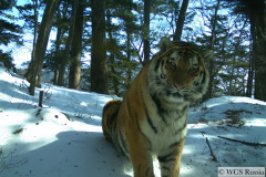 © WCS Russia