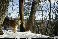 © WCS Russia