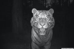 © WCS Russia