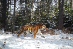 © WCS Russia