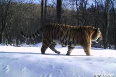 © WCS China