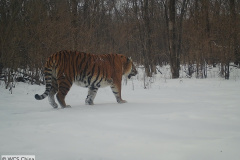 ©  WCS China