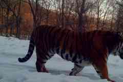 © WCS China