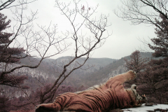 ©WCS