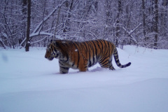 © Ano Amur/ZSL Russia