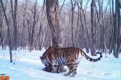 © Ano Amur/ZSL Russia