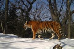 © Ano Amur/ZSL Russia