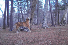 © Ano Amur/ZSL Russia