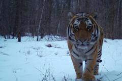 © Ano Amur/ZSL Russia