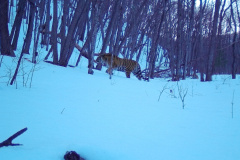 © Ano Amur/ZSL Russia