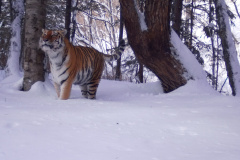 © Ano Amur/ZSL Russia