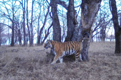 © Ano Amur/ZSL Russia