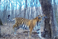 © Ano Amur/ZSL Russia