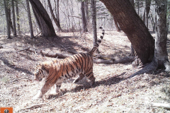 © Ano Amur/ZSL Russia