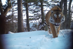 ©  WCS China