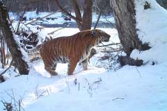© ZSL Russia/Linda Kerley