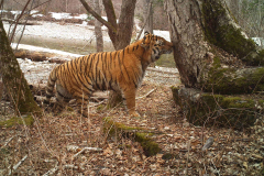 © ZSL Russia/Linda Kerley