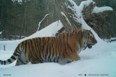 © ZSL Russia/Linda Kerley