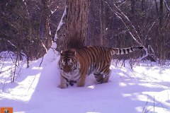 © ZSL Russia/Linda Kerley