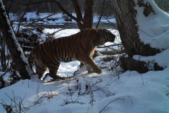 © ZSL Russia/Linda Kerley