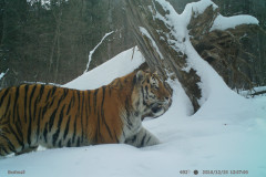 © ZSL Russia/ Linda Kerley