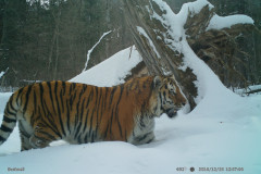 © ZSL Russia/ Linda Kerley