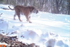© Ano Amur/ZSL Russia